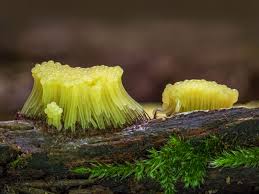 Attēlu rezultāti vaicājumam “Stemonitis flavogenita”