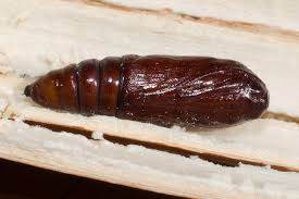 Attēlu rezultāti vaicājumam “Acronicta alni larva”