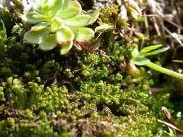 Attēlu rezultāti vaicājumam “Tritomaria exsectiformis”