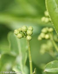 Attēlu rezultāti vaicājumam “Euonymus europaeus bud”