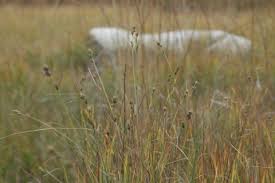 Attēlu rezultāti vaicājumam “Carex buxbaumii”