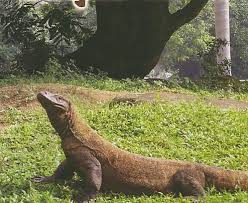 5 Tempat Wisata di Indonesia yang Menarik Terkenal Indah | Taman Nasional Komodo NTT Indonesia