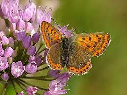 Attēlu rezultāti vaicājumam “Lycaeniinae”