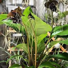 Image result for Tacca chantrieri