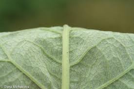 Attēlu rezultāti vaicājumam “Arctium tomentosum leaf”