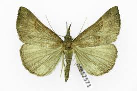 Attēlu rezultāti vaicājumam “Hypena proboscidalis”