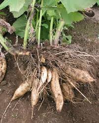 Tuberosas