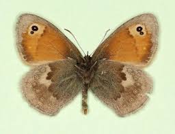 Attēlu rezultāti vaicājumam “Coenonympha pamphilus upperside”