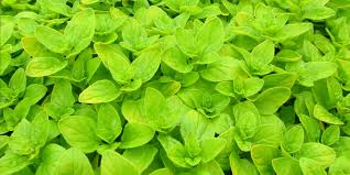 Image result for Origanum vulgare