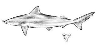 Image result for Carcharhinus acronotus