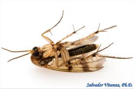 Attēlu rezultāti vaicājumam “Mycetophilidae”