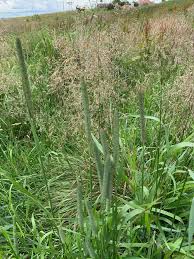Attēlu rezultāti vaicājumam “Phleum pratense”
