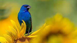 Image result for Bird