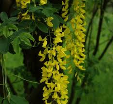 Attēlu rezultāti vaicājumam “Laburnum alpinum flower”