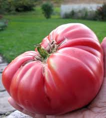 Afbeeldingsresultaat voor brandywine sudduth tomato