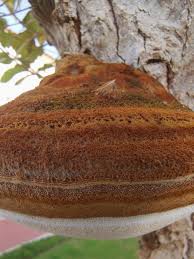 Attēlu rezultāti vaicājumam “Phellinus populicola”