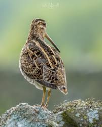 Attēlu rezultāti vaicājumam “Gallinago gallinago nest”
