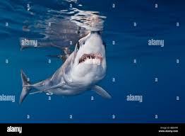 Image result for Isurus oxyrinchus