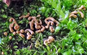 Attēlu rezultāti vaicājumam “Lycogala fuscoolearium young”