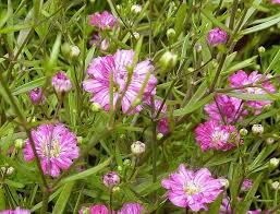 Attēlu rezultāti vaicājumam “Gypsophila muralis flower”