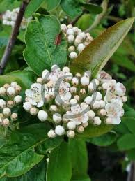 Attēlu rezultāti vaicājumam “x Sorbaronia fallax”