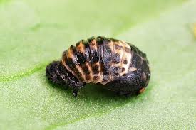 Attēlu rezultāti vaicājumam “Adalia bipunctata”