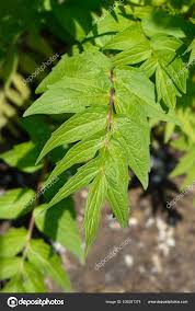 Attēlu rezultāti vaicājumam “Valeriana officinalis leaf”