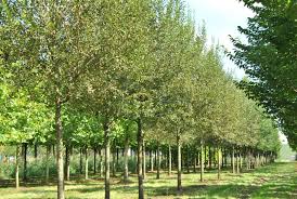 Attēlu rezultāti vaicājumam “Salix x fragilis”