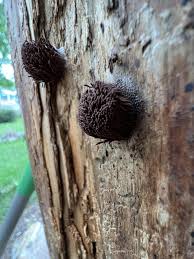 Attēlu rezultāti vaicājumam “Stemonitopsis amoena stalked”