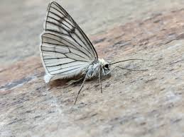 Attēlu rezultāti vaicājumam “Siona lineata”