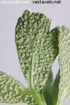 Attēlu rezultāti vaicājumam “Ochropsora ariae”