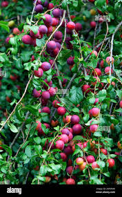 Attēlu rezultāti vaicājumam “Prunus (plum-tree) fruit”