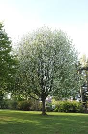 Attēlu rezultāti vaicājumam “Prunus padus var. roseiflora”