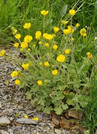 Attēlu rezultāti vaicājumam “Ranunculus bulbosus flower”
