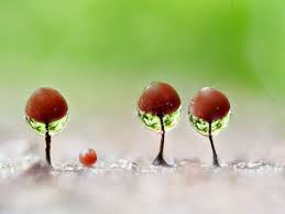 Attēlu rezultāti vaicājumam “Stemonitopsis typhina var. similis”