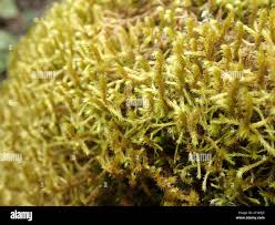 Attēlu rezultāti vaicājumam “Antitrichia curtipendula macro”