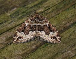 Attēlu rezultāti vaicājumam “Lampropteryx suffumata”