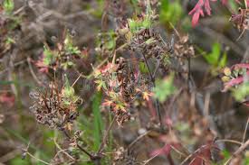 Attēlu rezultāti vaicājumam “Geranium palustre fruit”