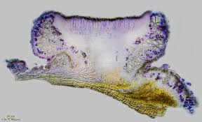 Attēlu rezultāti vaicājumam “Lecanora chlarotera”