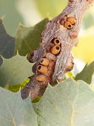 Attēlu rezultāti vaicājumam “Andricus quercuscorticis”