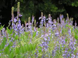 Attēlu rezultāti vaicājumam “Galega orientalis”
