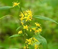 Attēlu rezultāti vaicājumam “Solidago canadensis flower”