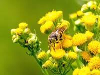 Attēlu rezultāti vaicājumam “Bembix rostrata”