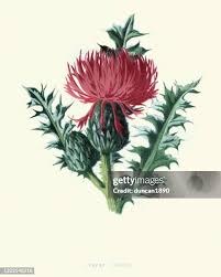 Attēlu rezultāti vaicājumam “Cirsium acaule”