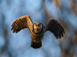 Image result for Surnia ulula