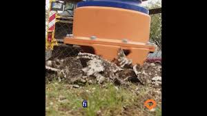 Image result for dipperfox tehron