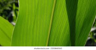 Attēlu rezultāti vaicājumam “Zea mays leaf”