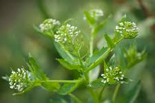 Attēlu rezultāti vaicājumam “Armoracia rusticana bud”