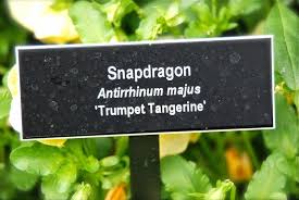 Attēlu rezultāti vaicājumam “Antirrhinum majus leaf”