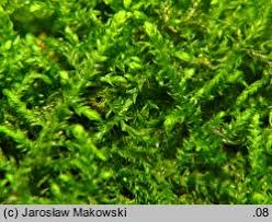 Attēlu rezultāti vaicājumam “Leskea polycarpa”